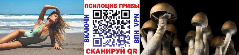 Псилоцибиновые грибы Psilocybe  Бабаево 